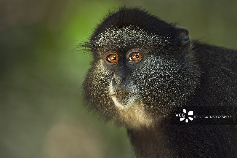 蓝色小猴子幼崽肖像图片素材
