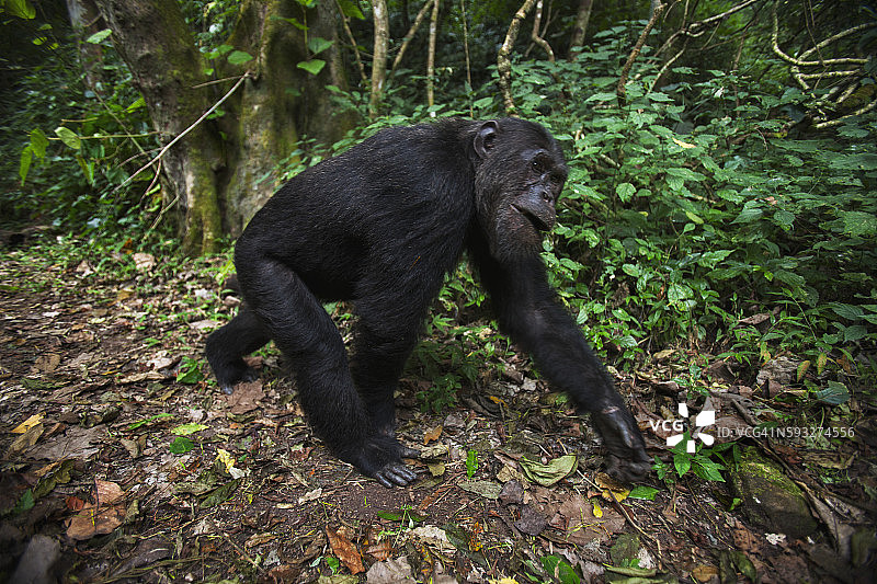19岁的东部黑猩猩雄性首领“Ferdinand”沿着森林小径行走图片素材