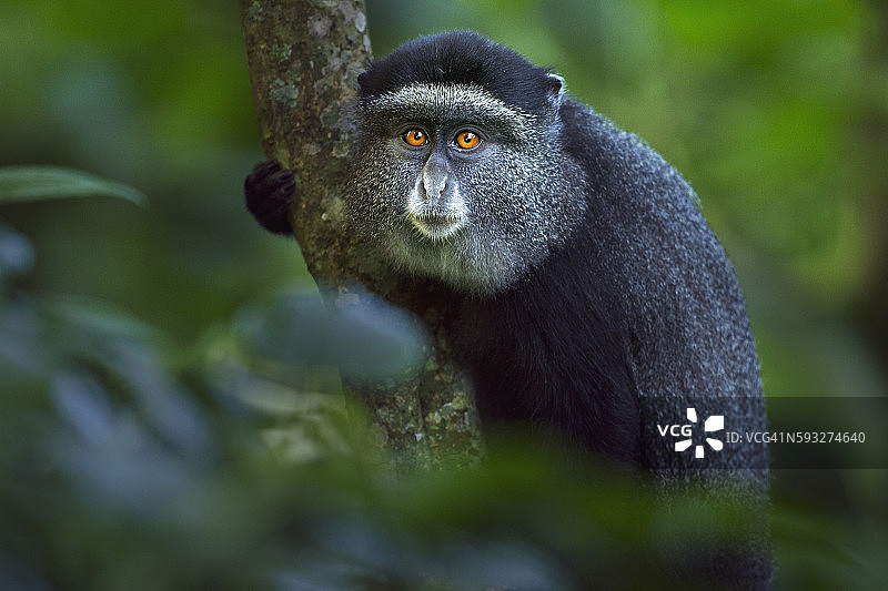 9-12个月大的蓝色小猴子抱着小树的树干 - 肖像图片素材