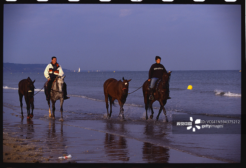 在海滩上锻炼的马匹图片素材