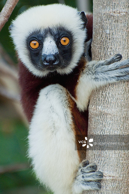 马达加斯加安贾扎维森林的科克雷尔冕狐猴图片素材