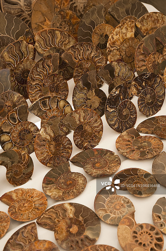 马哈赞加市场上出售的菊石化石图片素材