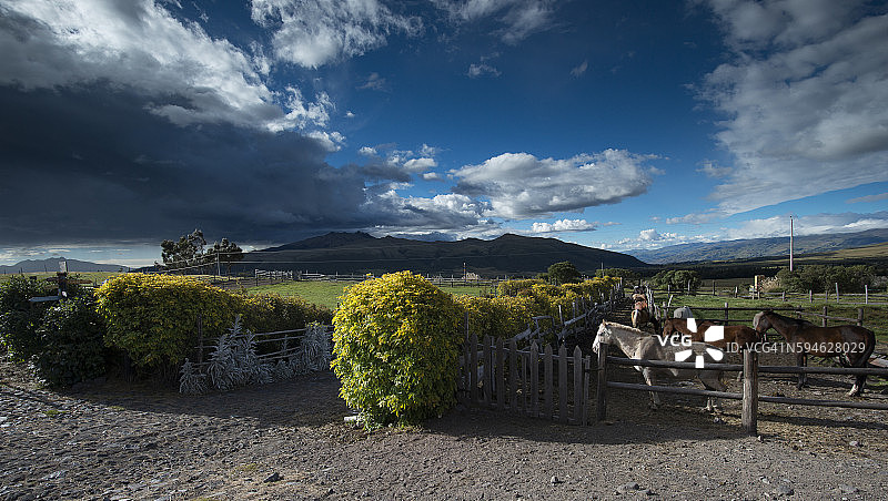 厄瓜多尔安第斯高地庄园里的马匹图片素材