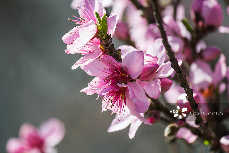 盛开的桃花枝图片素材