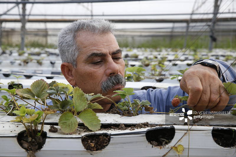 Fayez Ahmad Mohammed Taneeb (Odeh) 收到 ACAD 小额信贷提供的 7,000 美元贷款，用于种植水果和蔬菜图片素材