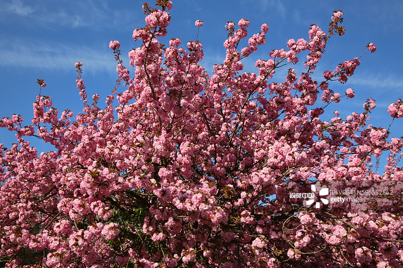 索镇公园的樱花图片素材