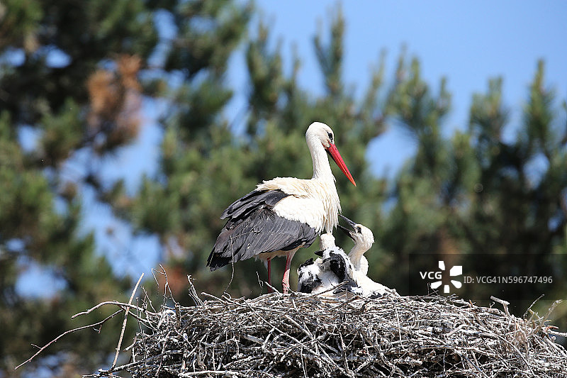 观鸟公园里的白鹳图片素材