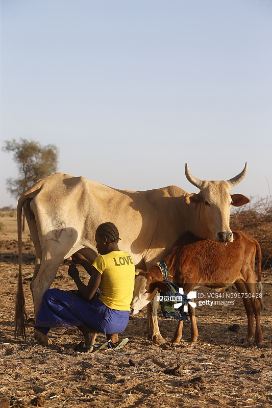 塞内加尔北部富拉尼族村庄的挤奶场景图片素材