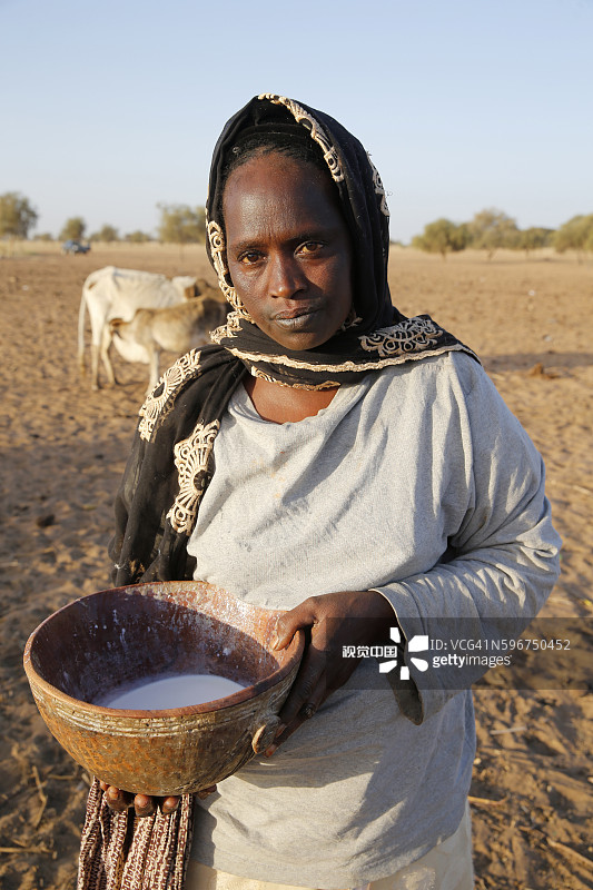 塞内加尔北部富拉尼族村庄的牛奶图片素材