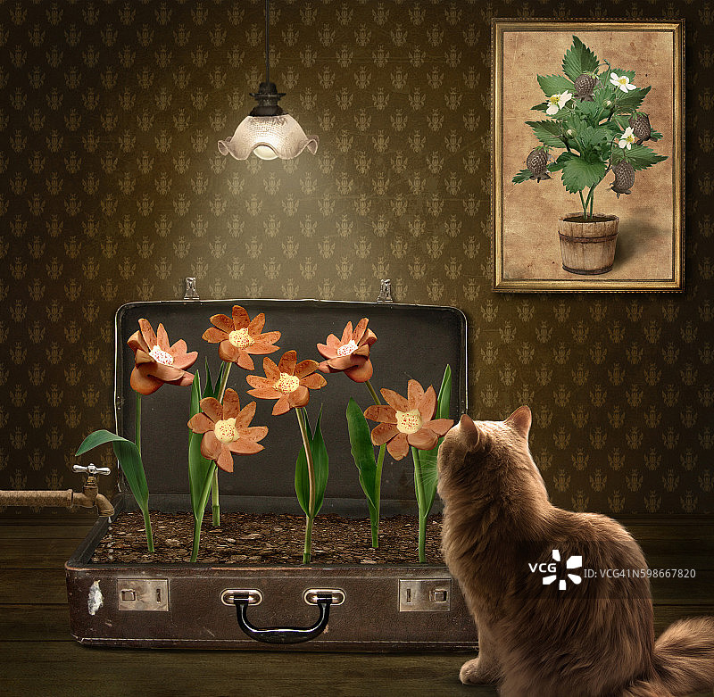 猫和香肠花图片素材