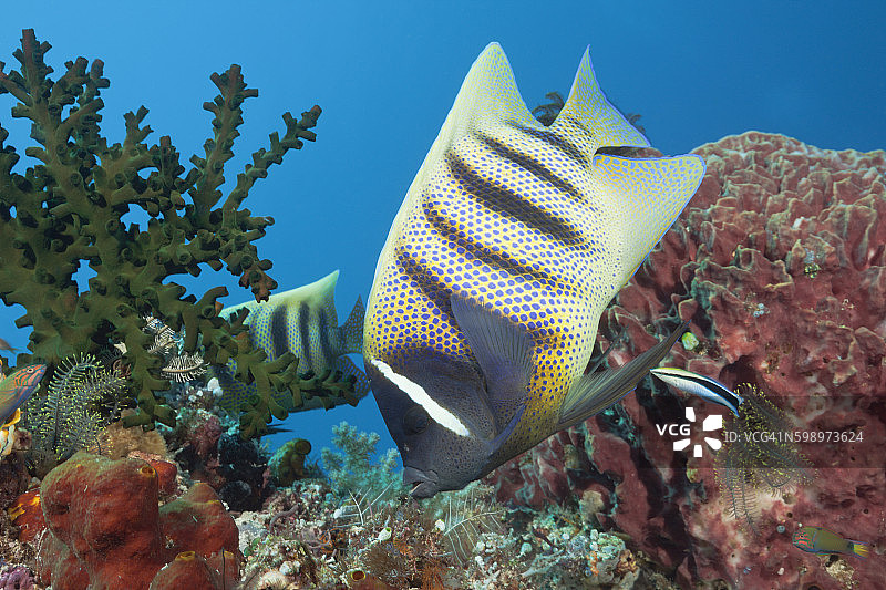 清洁鱼清洁六带刺蝶鱼，科莫多国家公园图片素材
