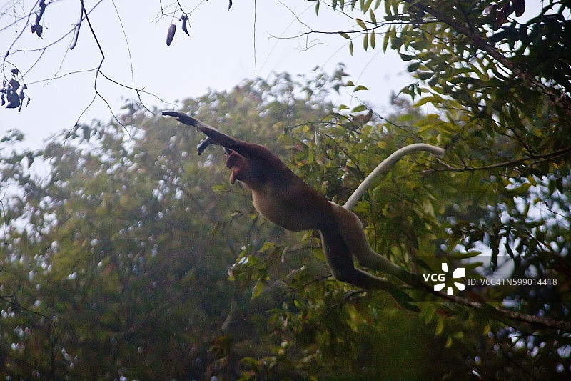 加里曼丹岛京那巴当岸河野生动物保护区跳跃的雄性长鼻猴（纳氏长鼻猴）图片素材