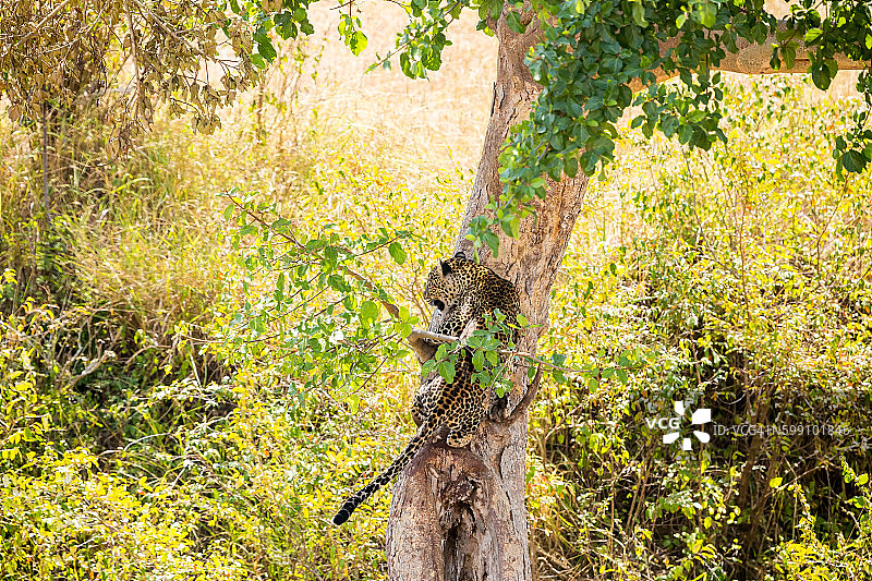 攀爬树木的豹子图片素材