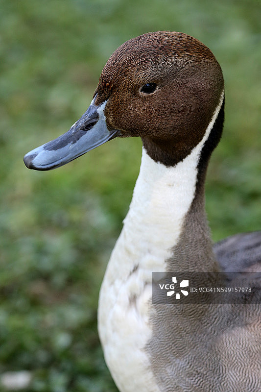 维拉尔莱栋布鸟类公园的鸭子图片素材