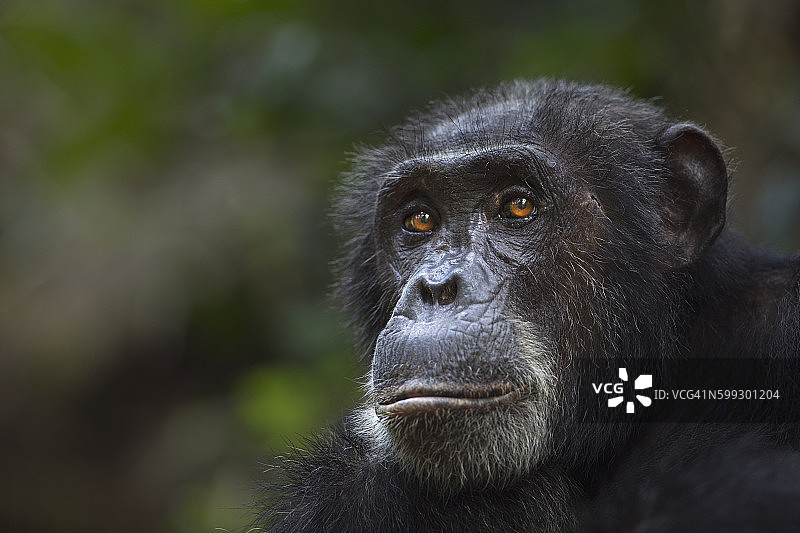 32岁的雄性东部黑猩猩“阿波罗”肖像图片素材