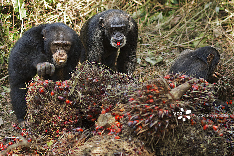 西部黑猩猩母子与女儿进食图片素材