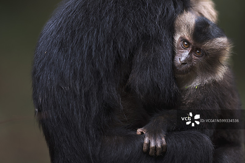 正在被梳理毛发的狮尾猕猴幼崽（约1岁）图片素材