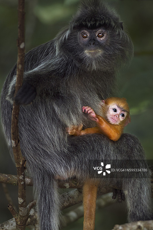 银叶猴母猴与1-2周大的幼崽图片素材