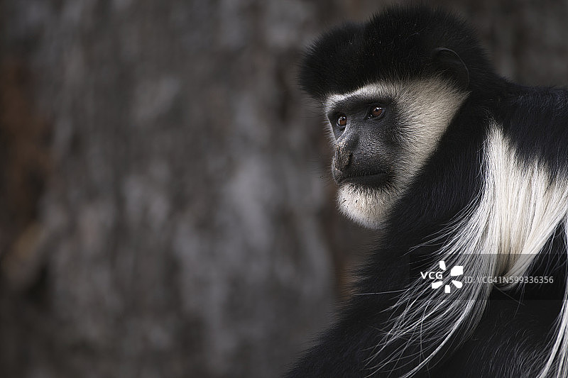 东部黑白疣猴雄性头部和肩部特写图片素材