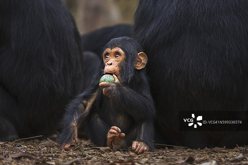 1岁大的东部黑猩猩幼崽在成年猩猩群中玩水果图片素材