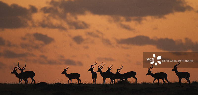 日出时分的黑斑羚图片素材