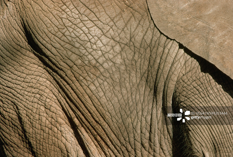 大象的褶皱皮肤图片素材
