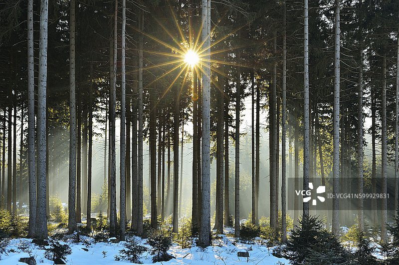 冬季阳光穿透针叶林图片素材
