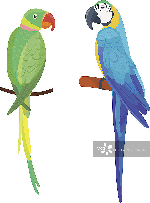 卡通鹦鹉矢量图图片素材