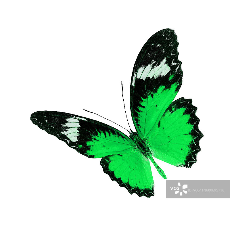 豹纹蛱蝶图片素材