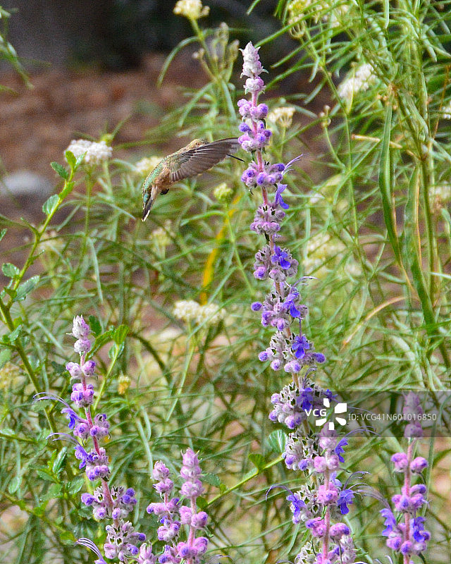 飞行之美图片素材