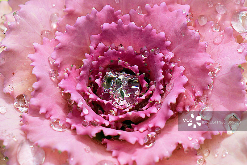 粉色花朵上的水滴图片素材