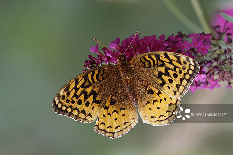银色皇后蛱蝶与蝴蝶灌木图片素材