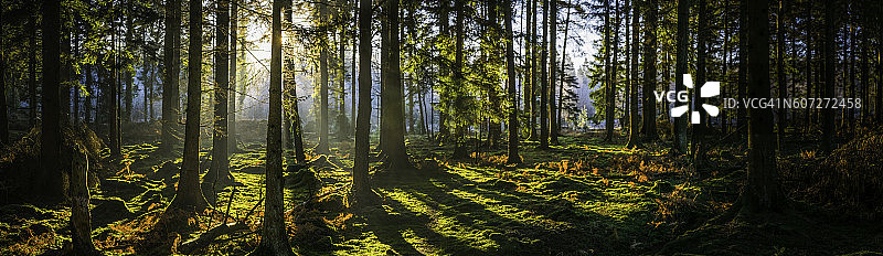 金色蕨类森林中闪耀的绚丽日出田园风光图片素材