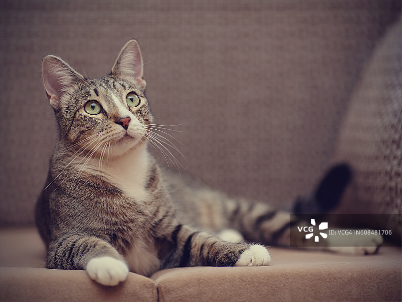 有白色爪子的条纹猫图片素材