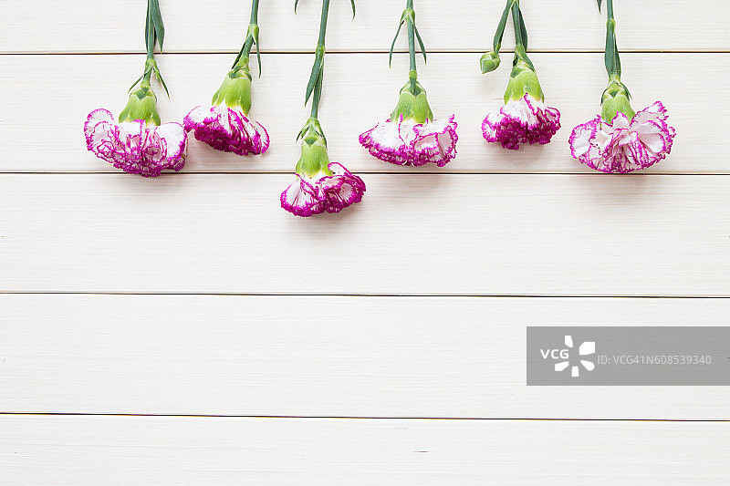 粉色康乃馨图片素材