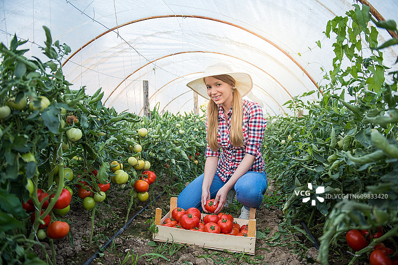年轻女人们把西红柿放进木箱里图片素材