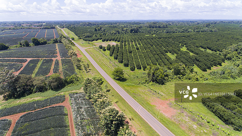 菠萝和橙子种植园之间的乡村公路航拍图片素材