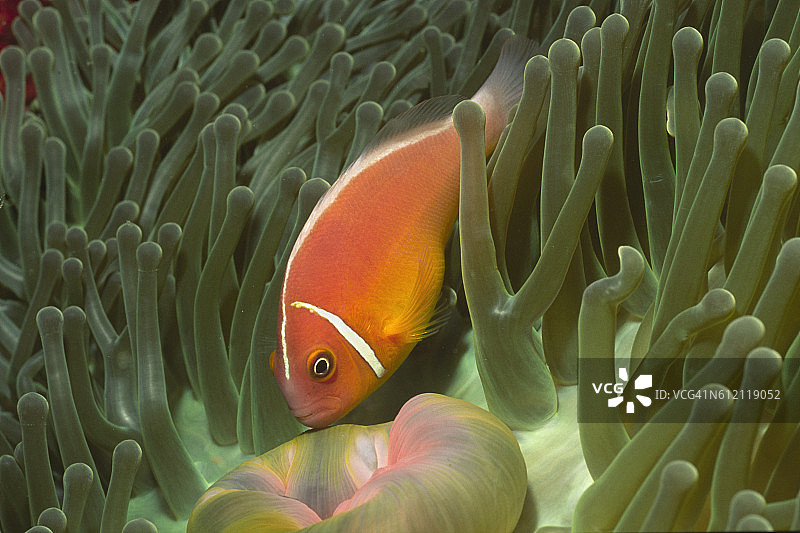 壮丽海葵中的粉红海葵鱼图片素材