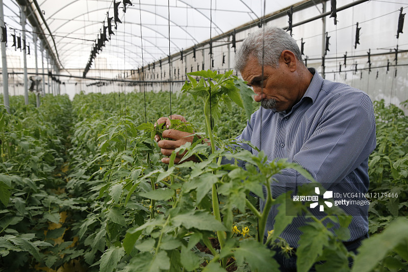 Fayez Ahmad Mohammed Taneeb (Odeh) 收到 ACAD 小额信贷提供的 7,000 美元贷款，用于种植水果和蔬菜图片素材