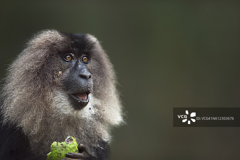 正在吃水果的雌性狮尾猕猴特写图片素材