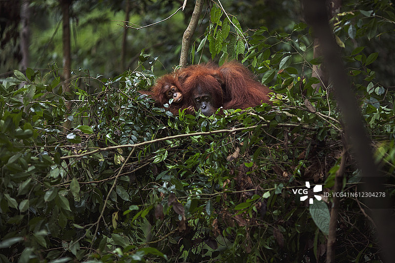 苏门答腊猩猩“桑德拉”与幼崽“桑德里”图片素材