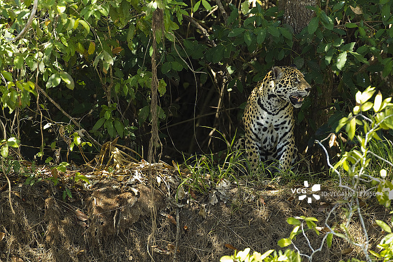 在巴西库亚巴河岸边的美洲虎图片素材
