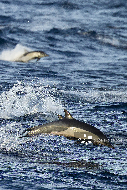 加利福尼亚州下加利福尼亚沿岸太平洋中跃出海面的普通海豚图片素材