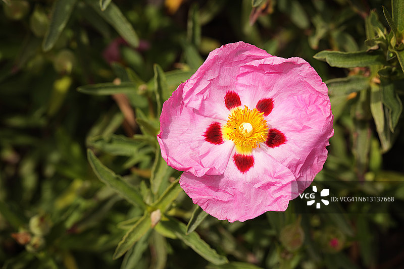 紫半日花图片素材