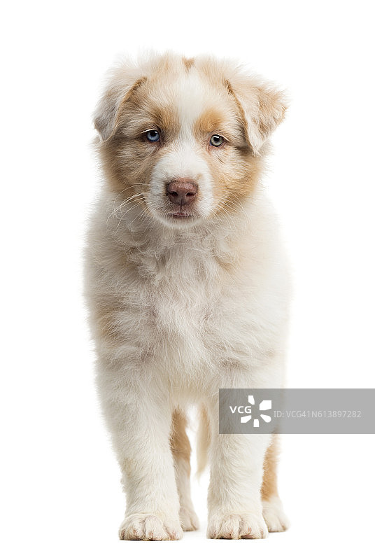 澳大利亚牧羊犬幼犬站立图片素材