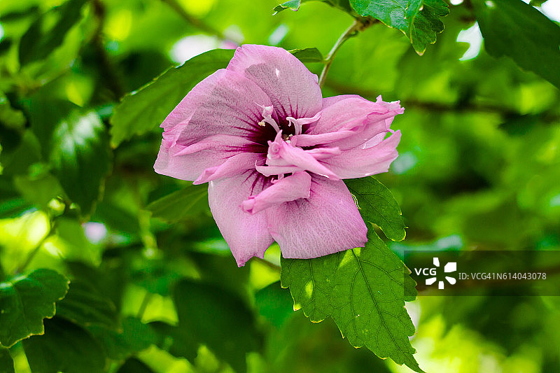 锦葵花图片素材