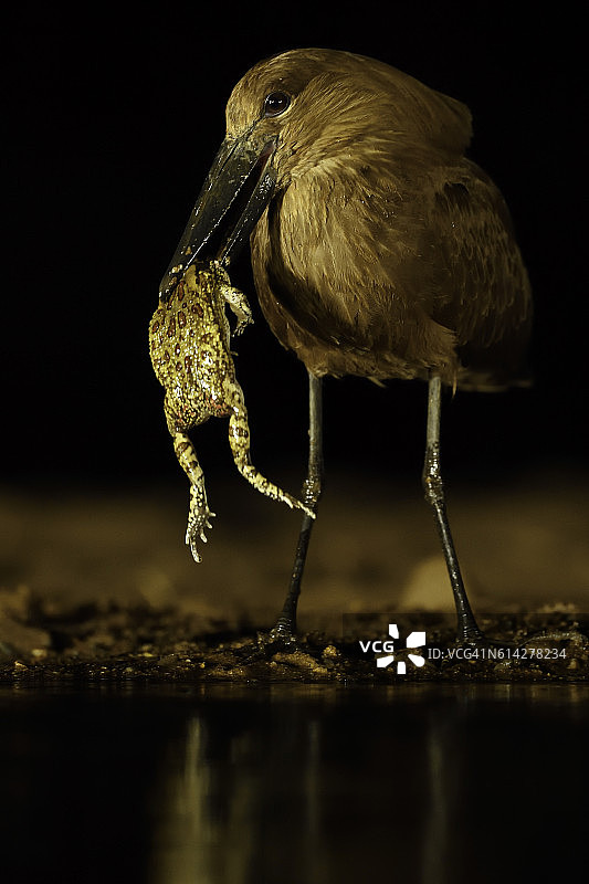 锤头鹳捕食蟾蜍图片素材