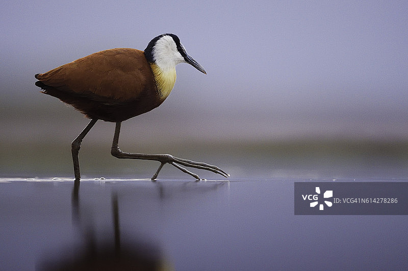 南非鸟类图片素材