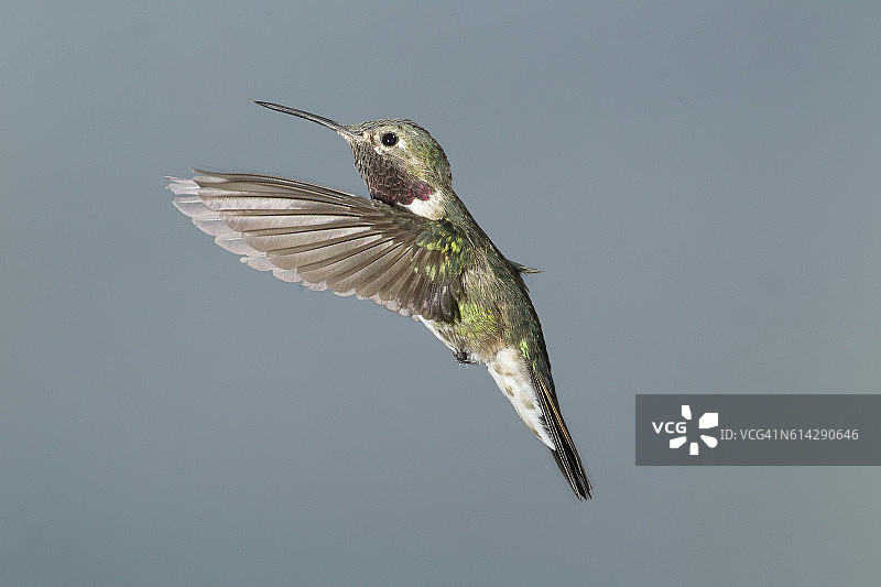在亚利桑那州飞行的雄性阔尾蜂鸟图片素材