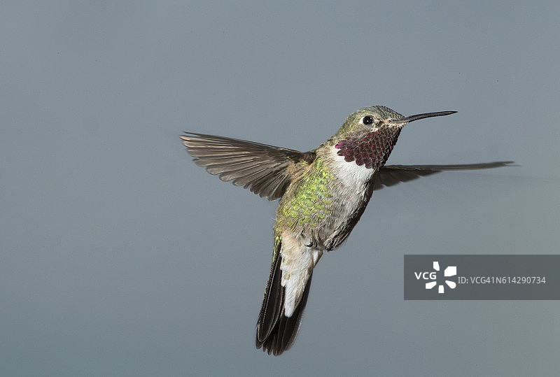 在亚利桑那州飞行的雄性阔尾蜂鸟图片素材